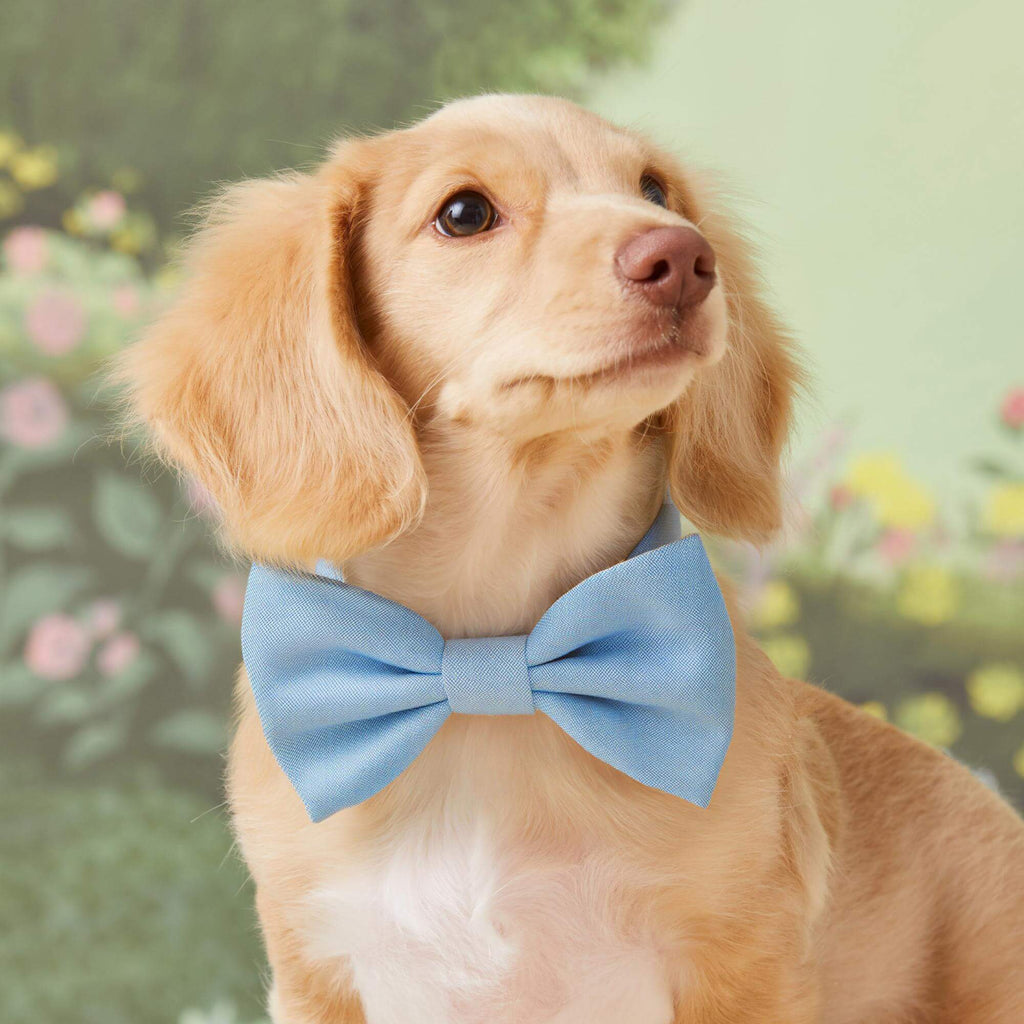 Blue Chambray Dog Bow Tie