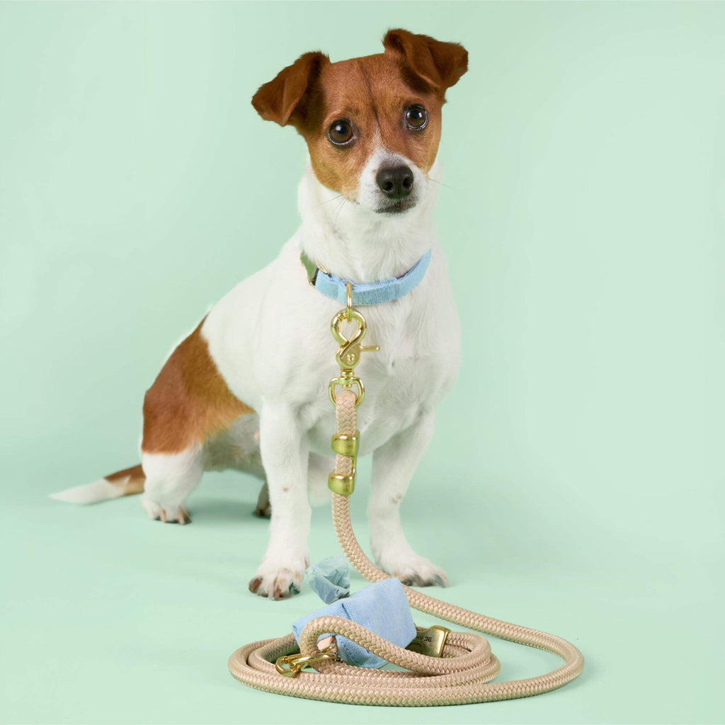 Blue Chambray Collar Walk Set