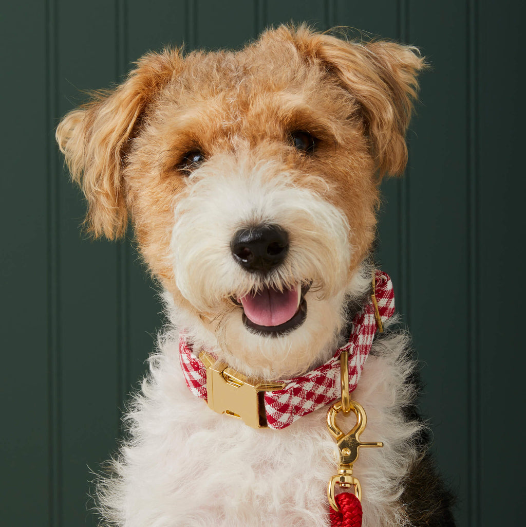 Red Gingham Dog Collar