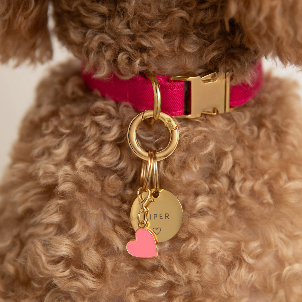 Pet Tag Keeper