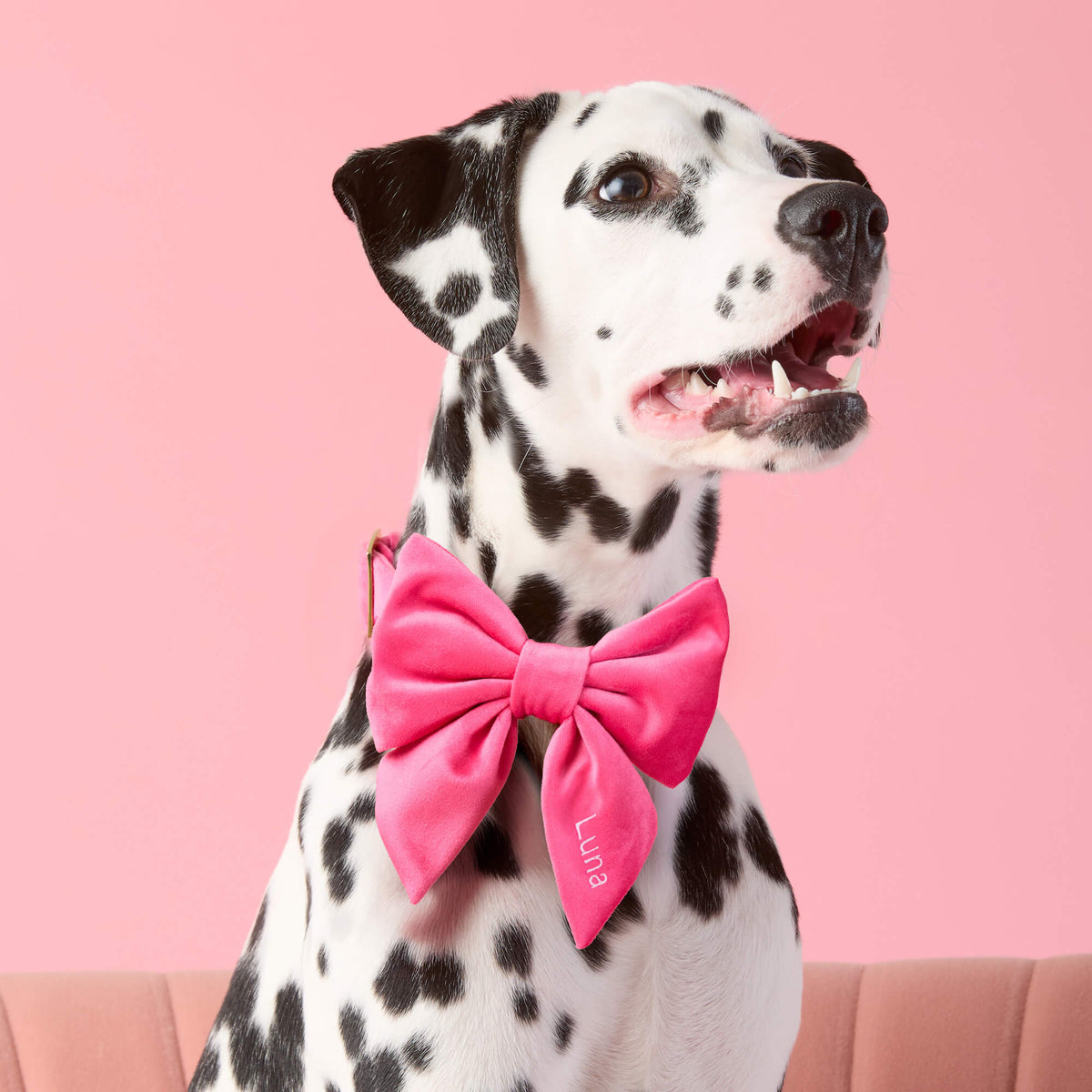 Hot Pink Velvet Lady Bow Collar