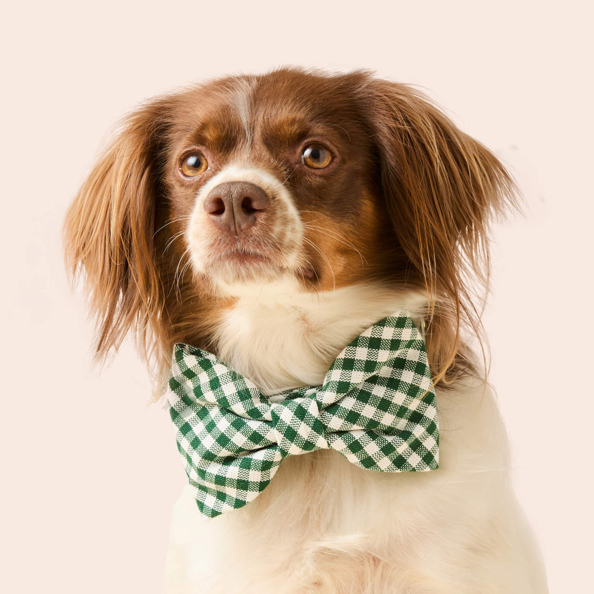 Evergreen Gingham Dog Bow Tie