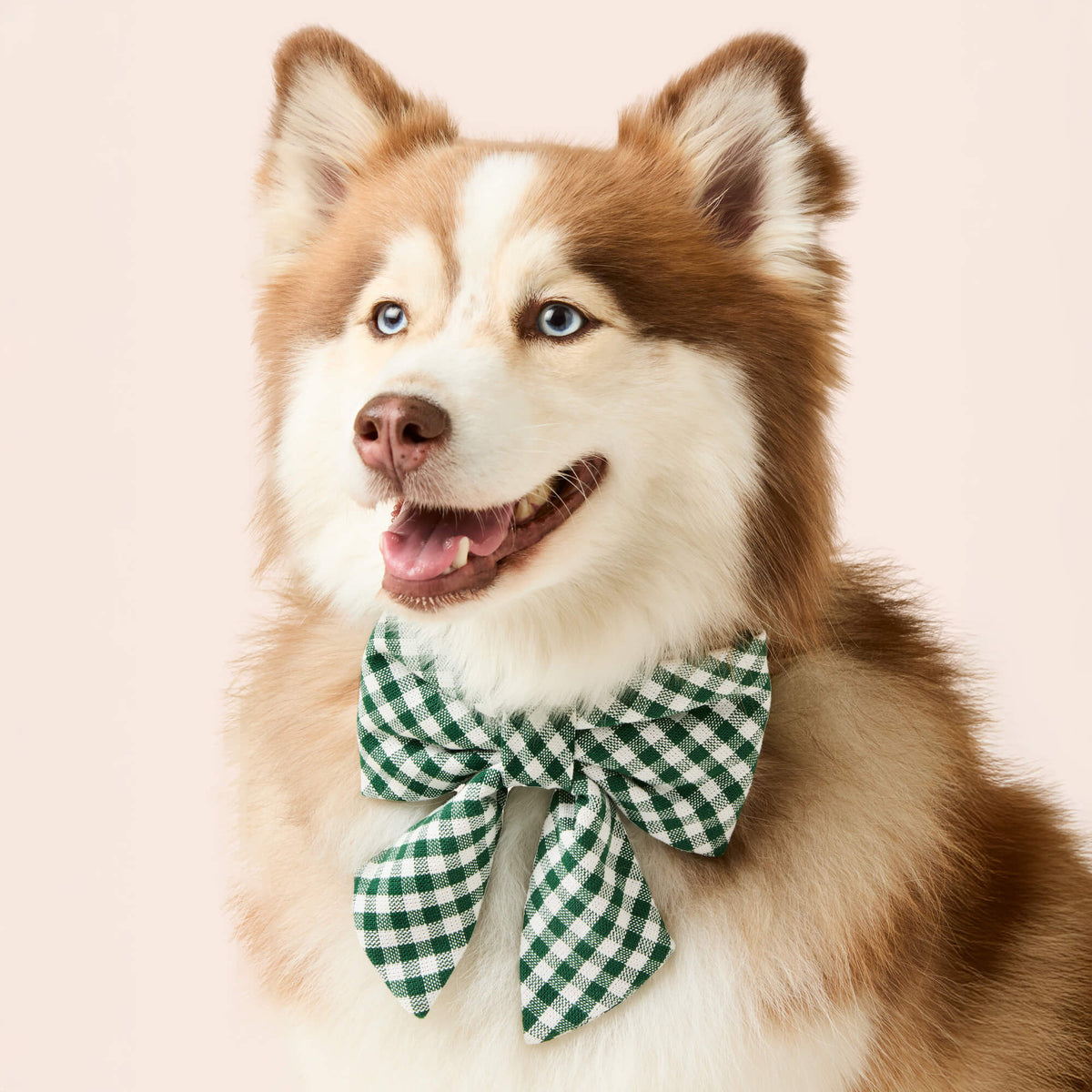 Evergreen Gingham Lady Dog Bow