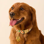 Harvest Gingham Dog Collar