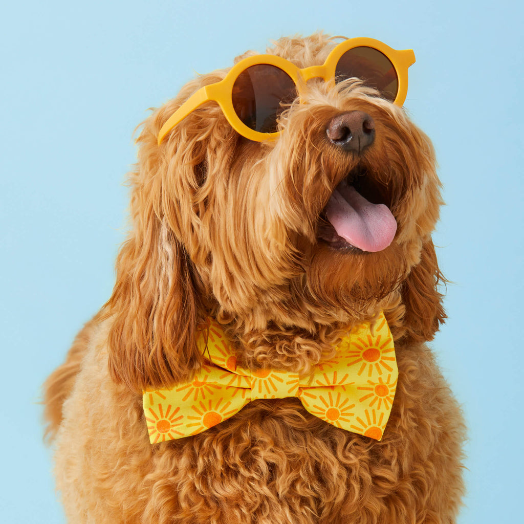 Here Comes the Sun Dog Bow Tie