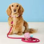 Hot Pink Gingham Collar Walk Set