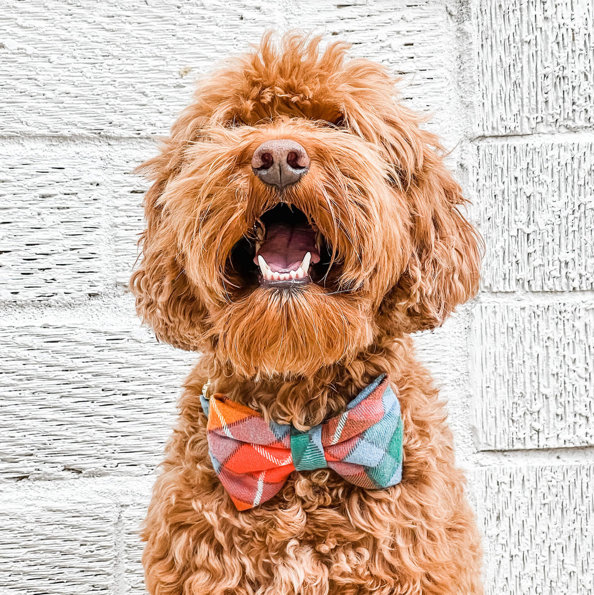 Buchanan Plaid Flannel Dog Bow Tie