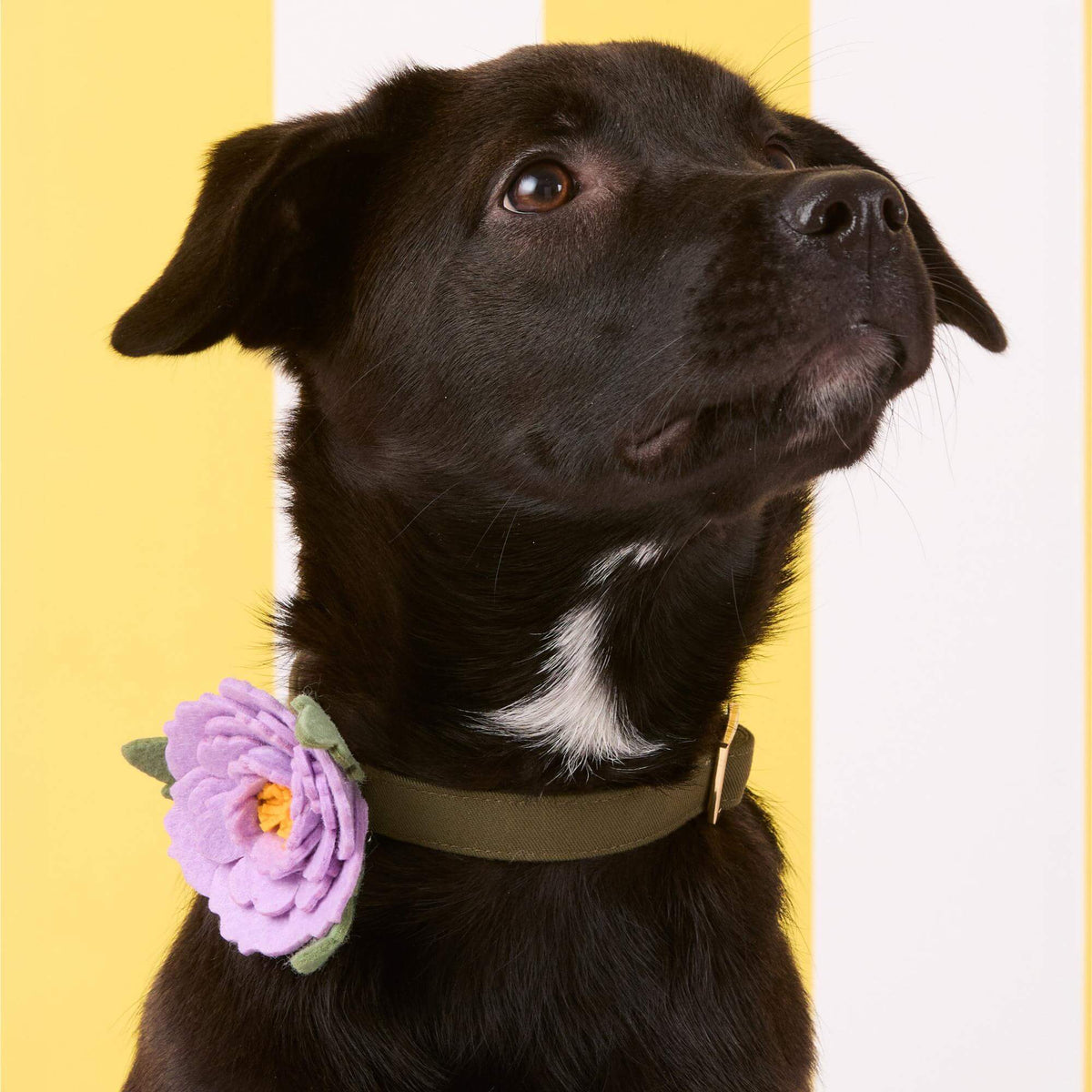 Lilac Peony Dog Collar Flower
