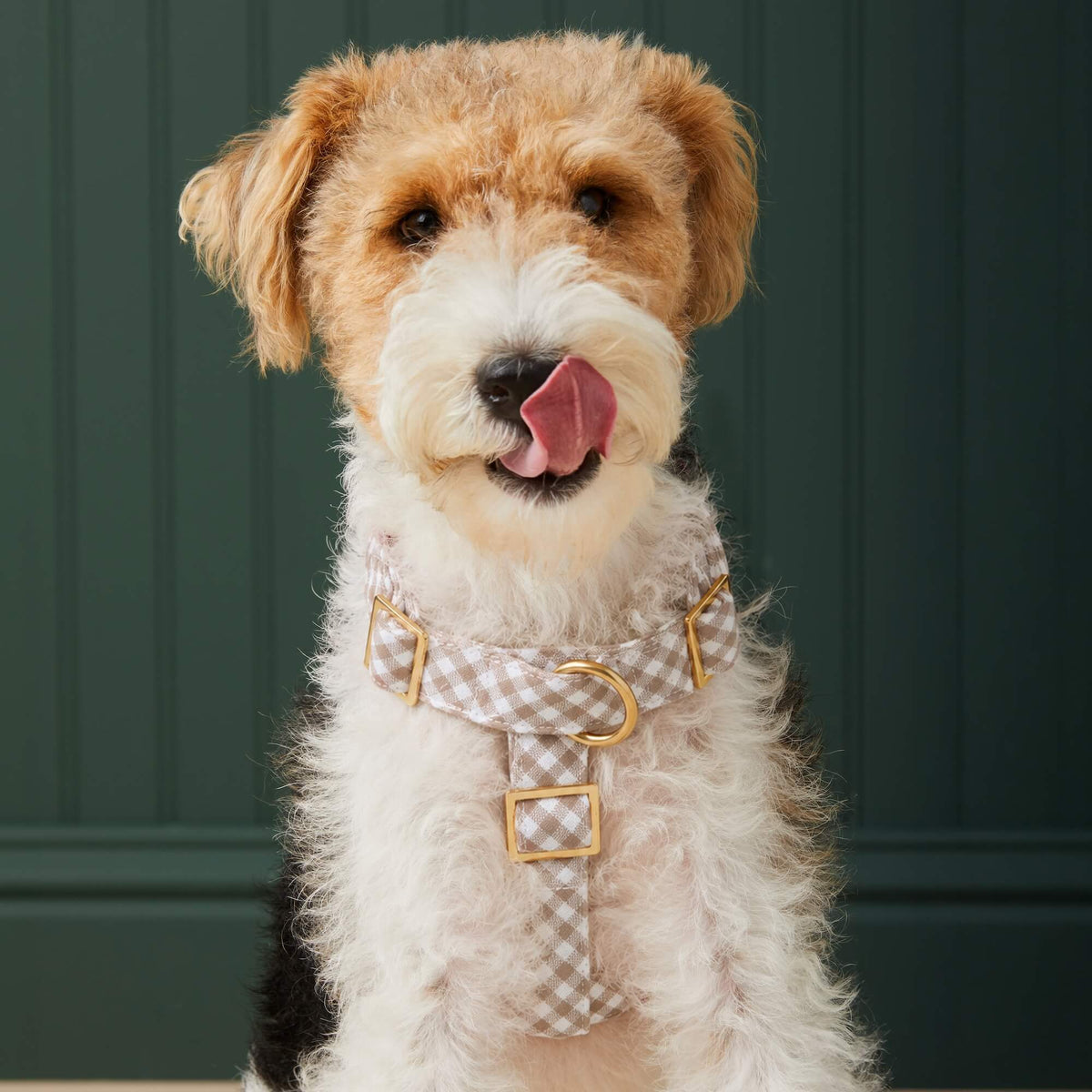 Mushroom Brown Gingham Harness Walk Set