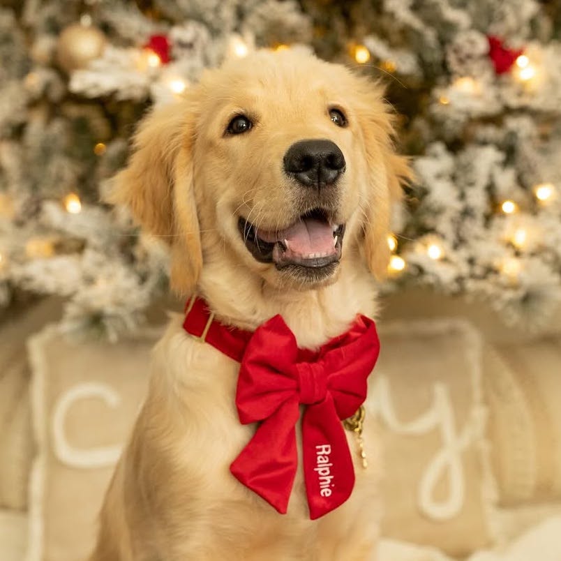 Cranberry Velvet Lady Dog Bow