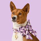 Spooky Season Lady Bow Collar