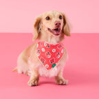 OLIPOP x TFD Strawberry Vanilla Dog Bandana