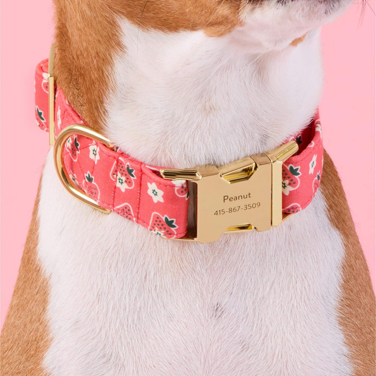 OLIPOP x TFD Strawberry Vanilla Dog Collar
