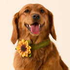 Sunflower Dog Collar Flower Set