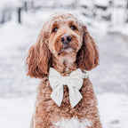 Ivory Velvet Lady Bow Collar