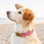 Red Gingham Dog Collar