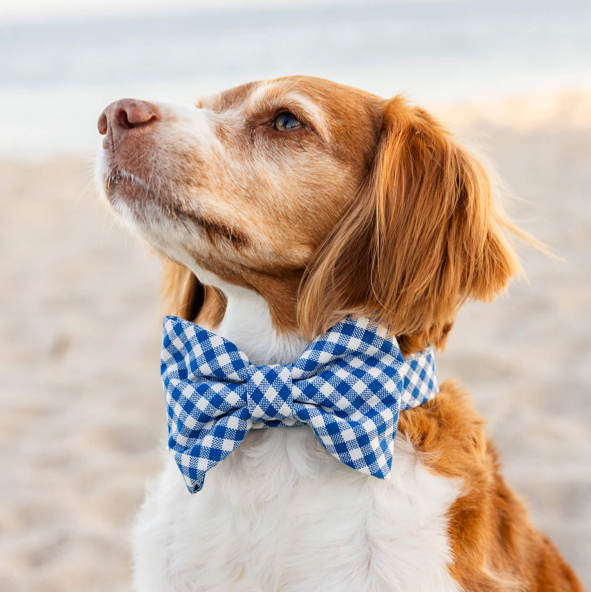 Lake Blue Gingham Bow Tie Collar
