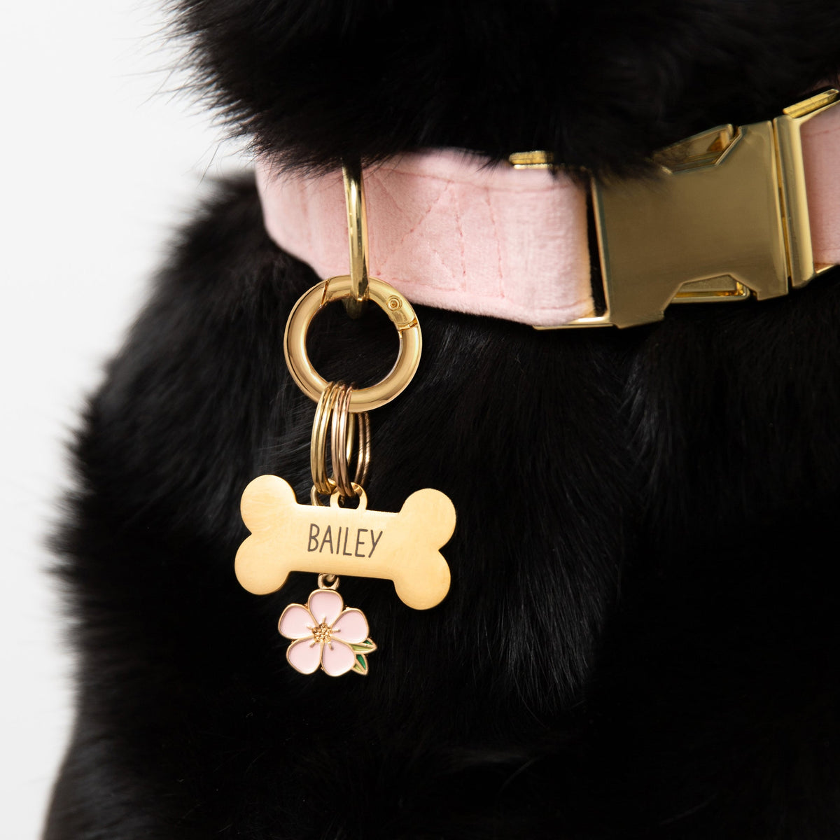Pet Tag Keeper
