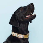 Peaches and Cream Collar Walk Set