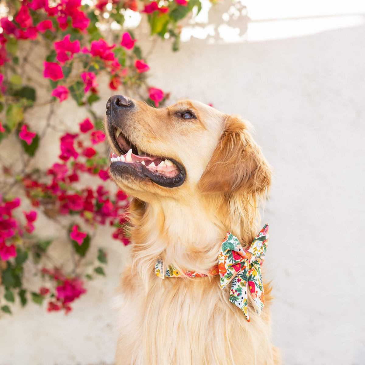 Garden Party Lady Dog Bow
